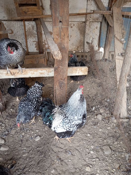 Vând ouă de găini de rasă