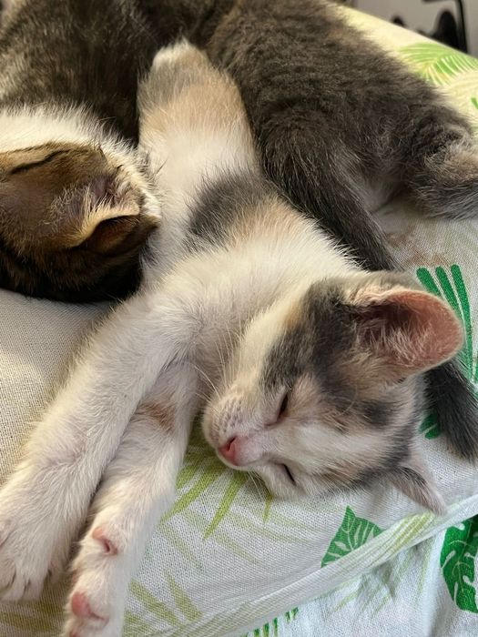 отдам котят в добрые руки