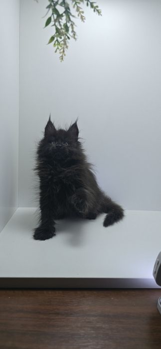 Мейн_кун девочка продаю