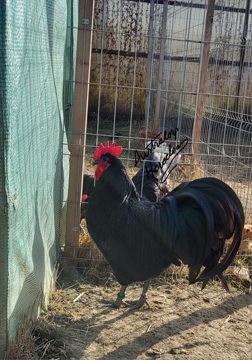 Oua pentru incubat Australorp Negru si Albastru