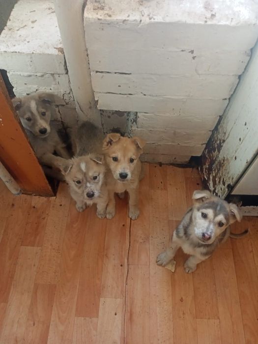 Отдам щенков в хорошие руки!