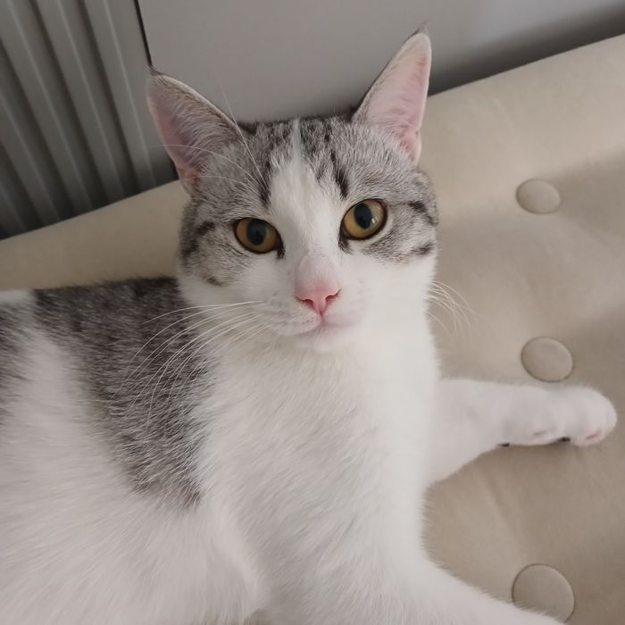 Кот 9 месяцев очень хороший