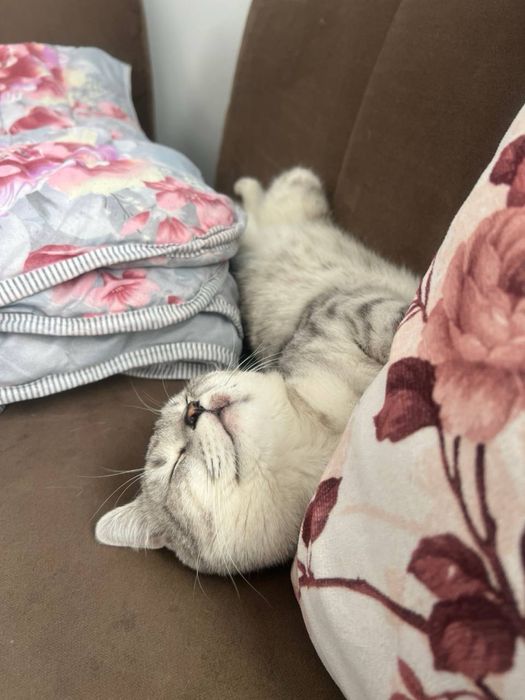 Британская шиншила