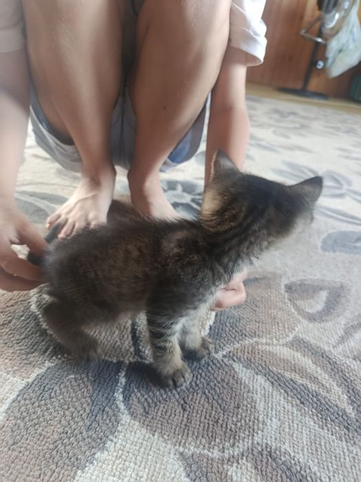 Отдам котят даром