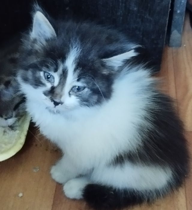 Отдам в добрые руки котят