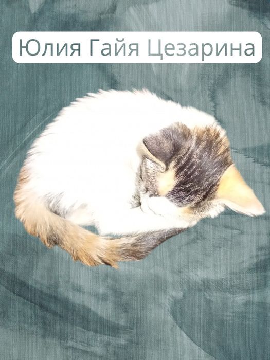 Продам кошечку на счастье