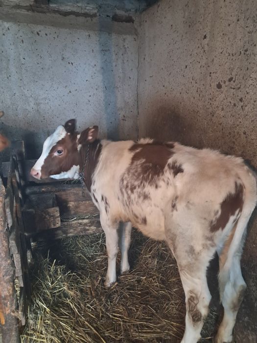 Vand un vitel  de 3 luni