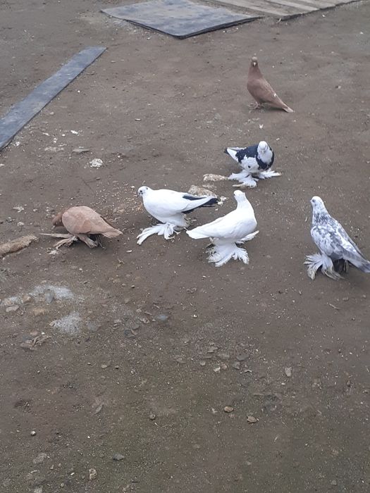 Продам домашних голубей