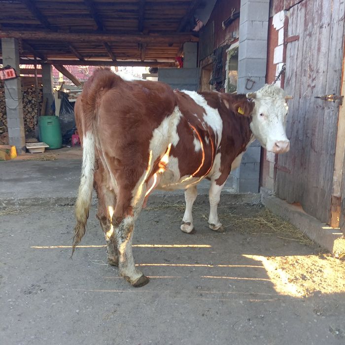 Vand 2 vaci baltat romanesc