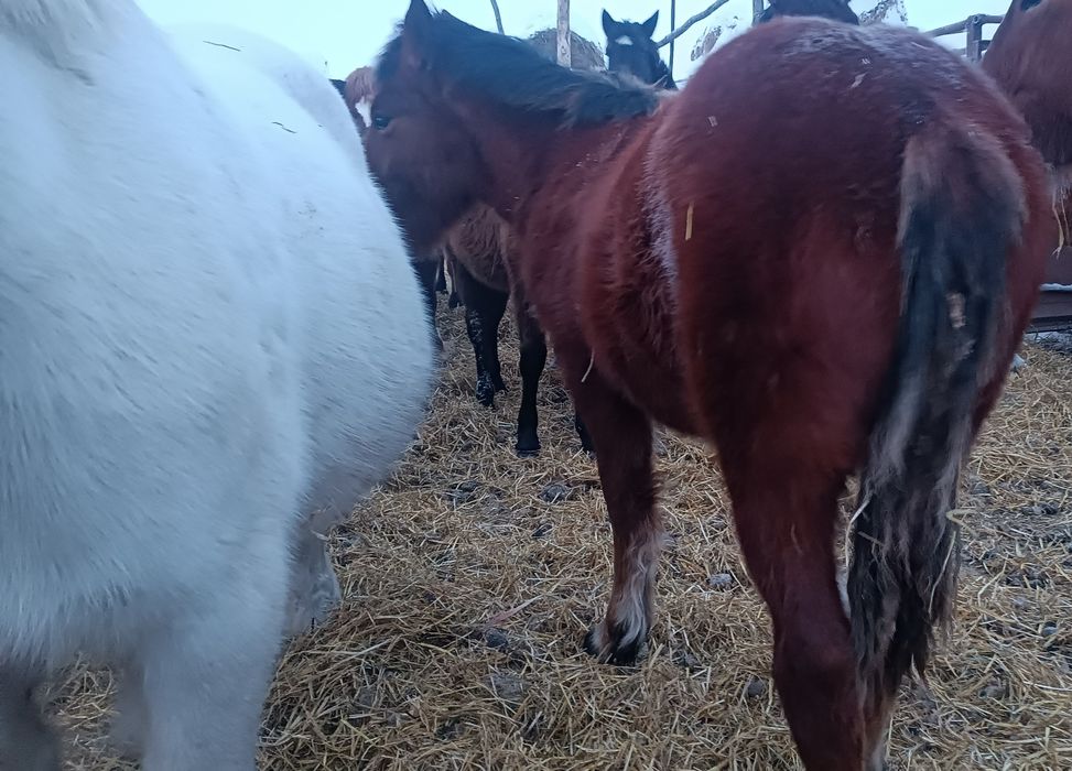 Продам жеребенка