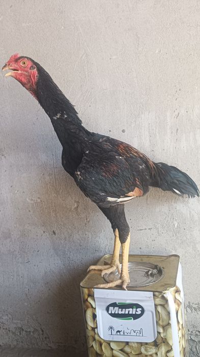 Хурозчп сотилади.