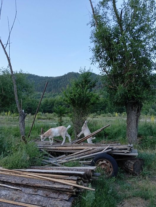 Capre Alpin Franceza / Saanen