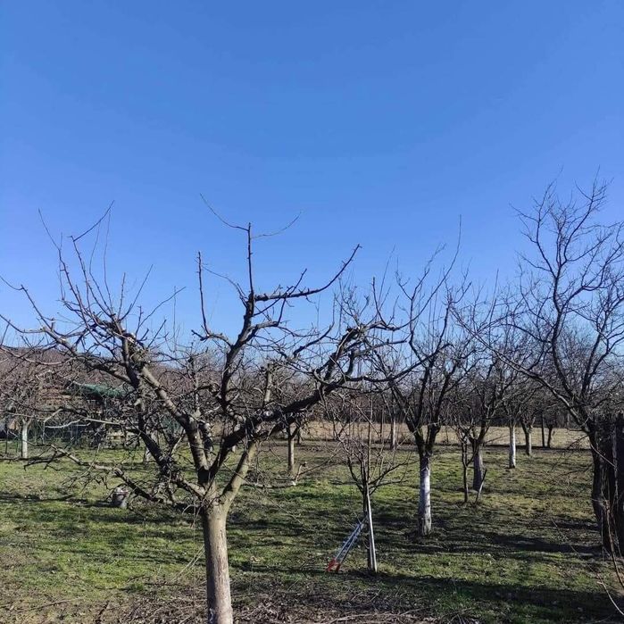 Execut tăieri la pomi fructiferi