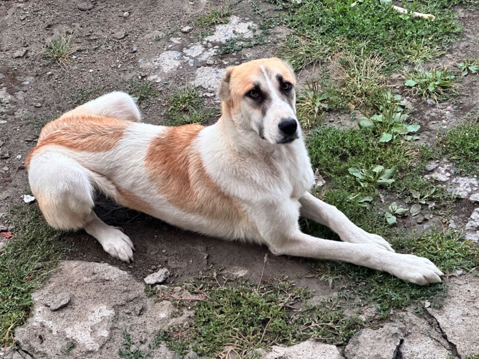 Продам собаку алабай