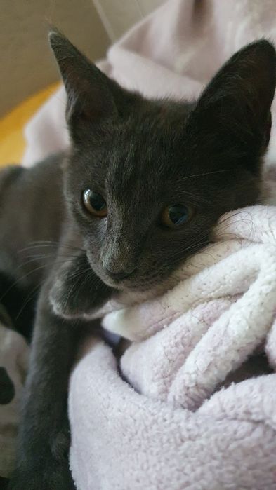 Отдам серого котёнка