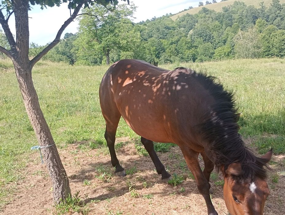 Vînd cal iapa harmăsar iapă cu mînz