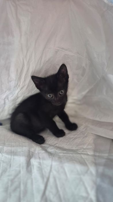 Котята мальчик и девочка