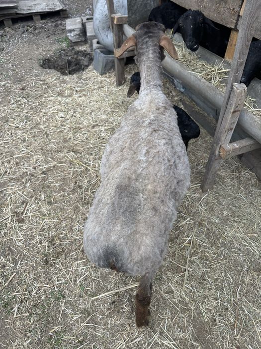 Овца с ягнёнком едилбай