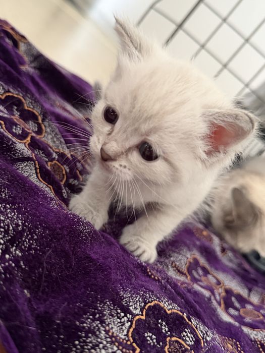 Отдам котят бесплатно