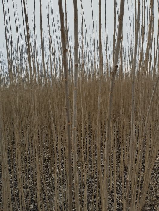 Terak koʻchatlar sotiladi