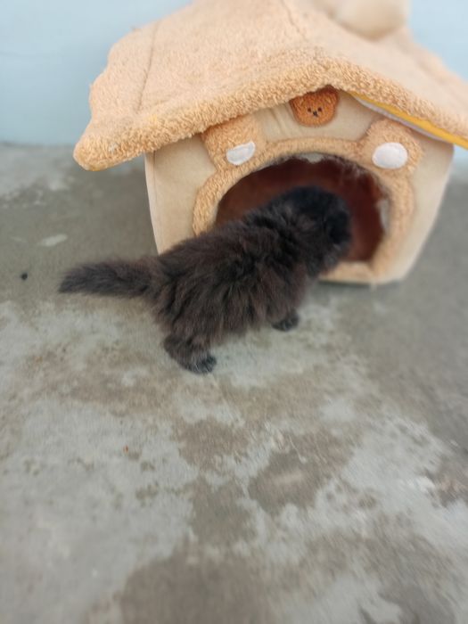 Вислоухие котята