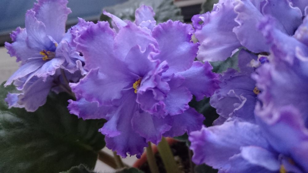 Продам цветущие фиалки