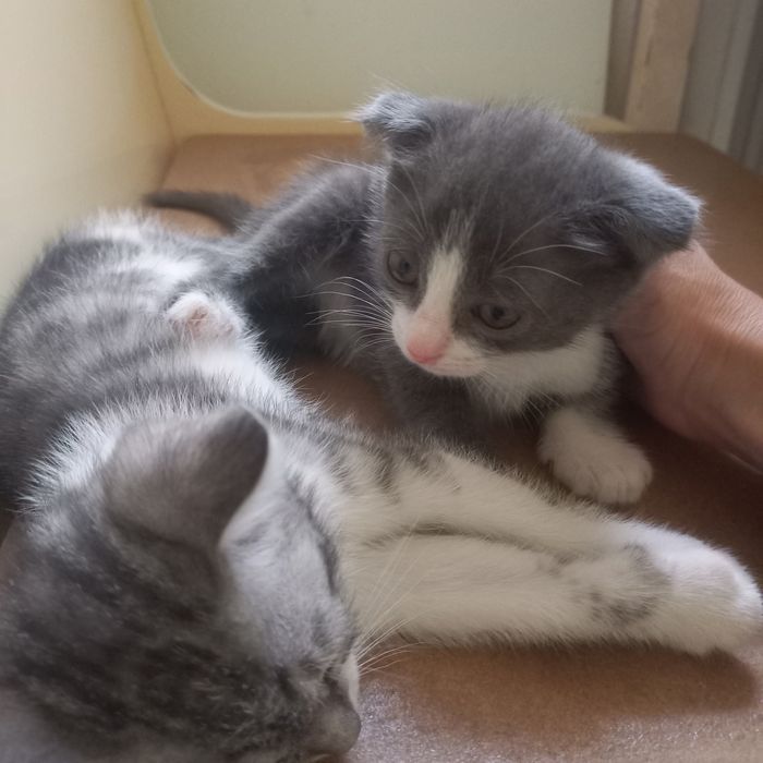 Вислоухий котёнок 1,5  месяца