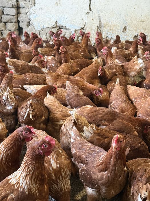 Молодки  Ломан Браун несушки продаются