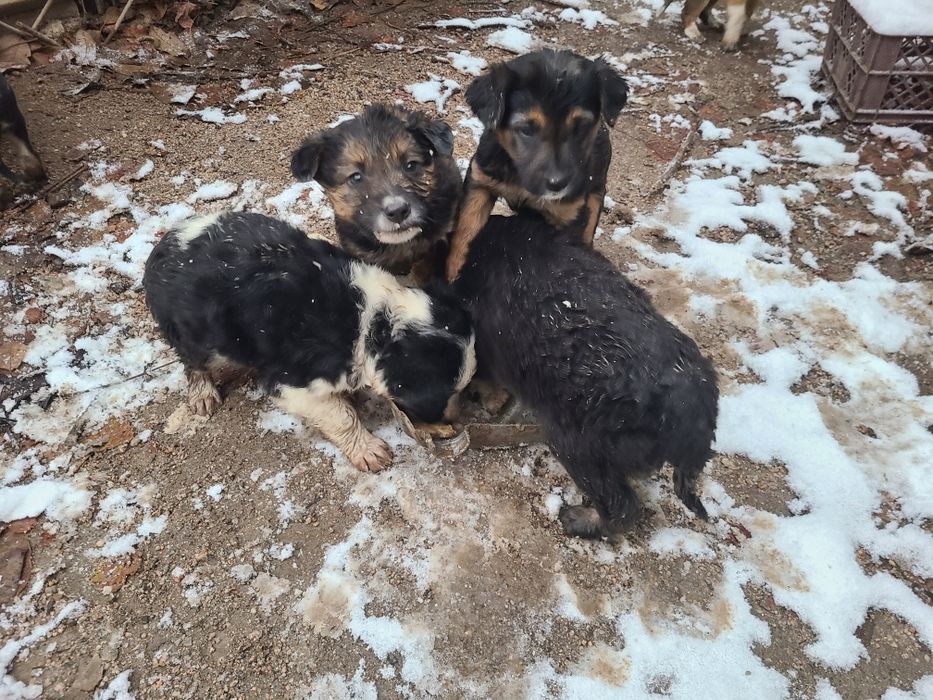 Щенки бесплатно  в добрые руки