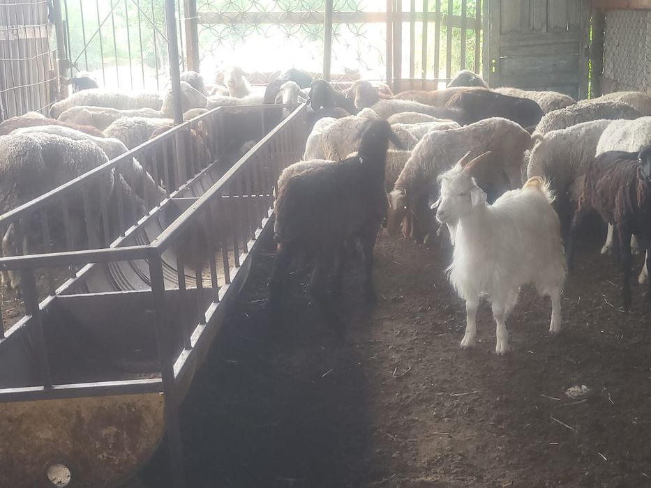 Круг общий 55000