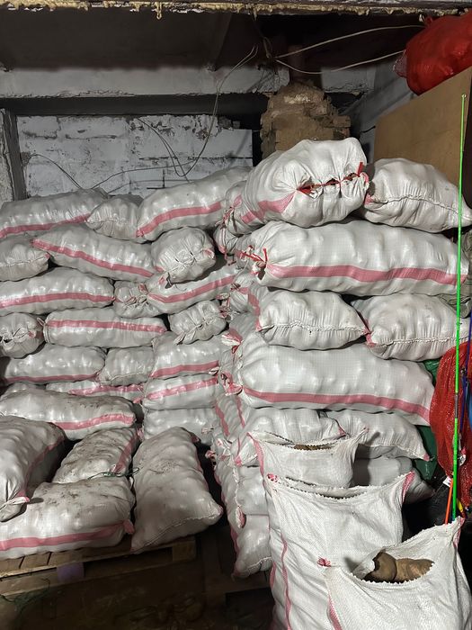 Картофель сорт  Гала