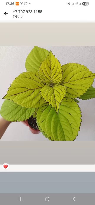 Комнатные растения