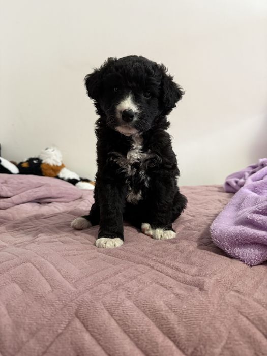 Catelusa pentru adoptie