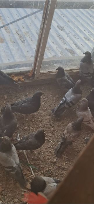 Дикие голуби продам