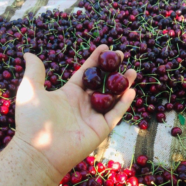 Гилос кучатлари хархил навларидан