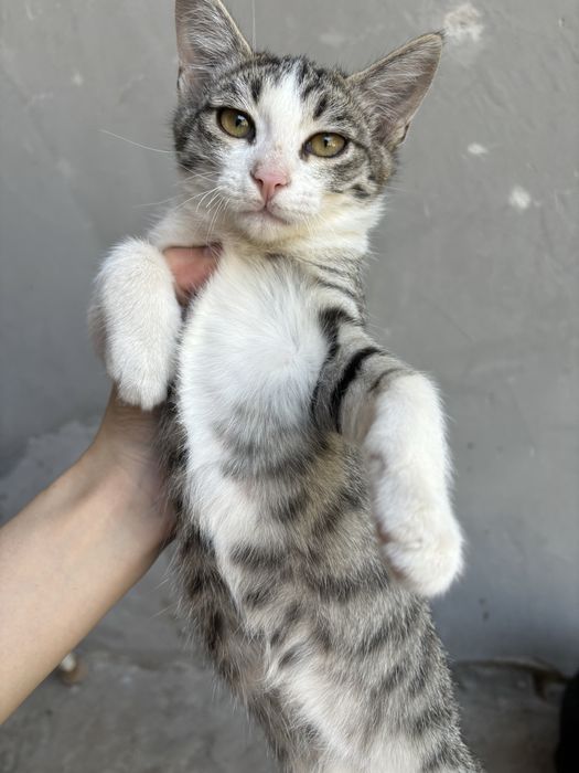 Mushukchalar mehrli qo’llarga beriladi.