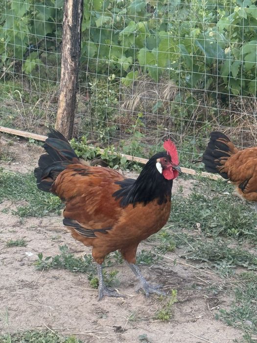 Cocosi Vorwerk in varsta de 5 luni