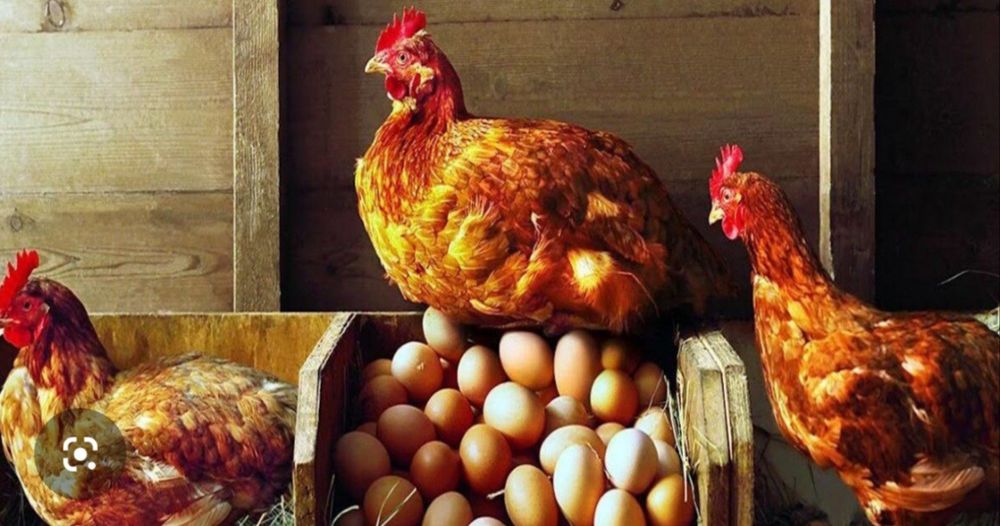 Vând găini rosi outoare