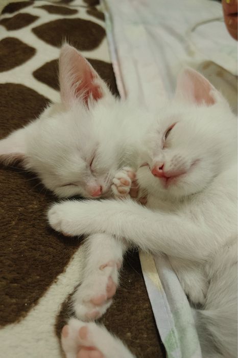 Маленькие котята ищут свой дом