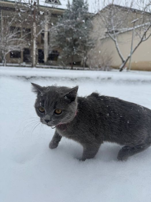 Скотиш Страйт киз бола