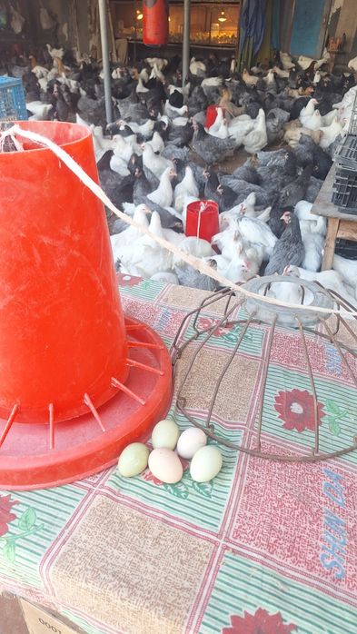 Курицы доминанты 5 месяцев