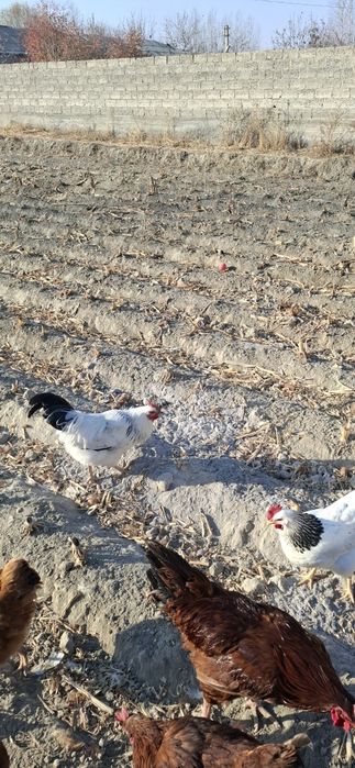 Adler xurozlari rassiyadan keltirilgan