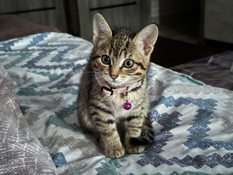 Отдам котенка в хорошие руки