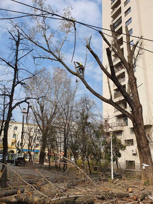 Toaletari/Defrisari Arbori