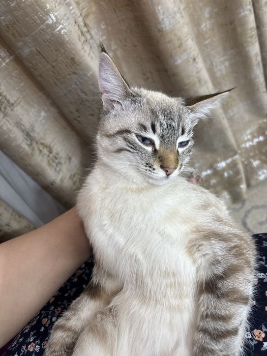 Кошка за 5000 сиамская
