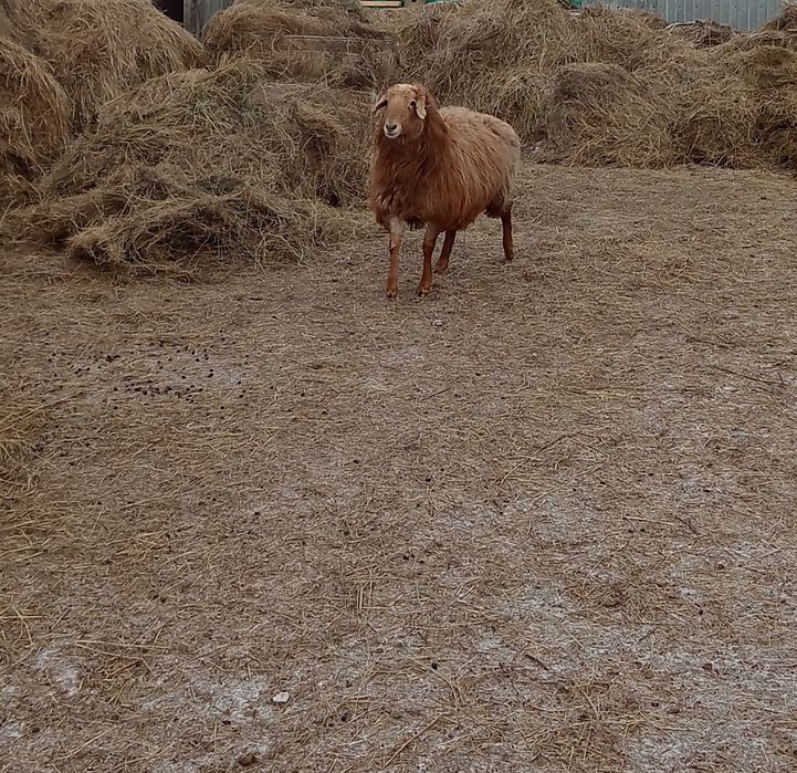Продам овцематку жирная