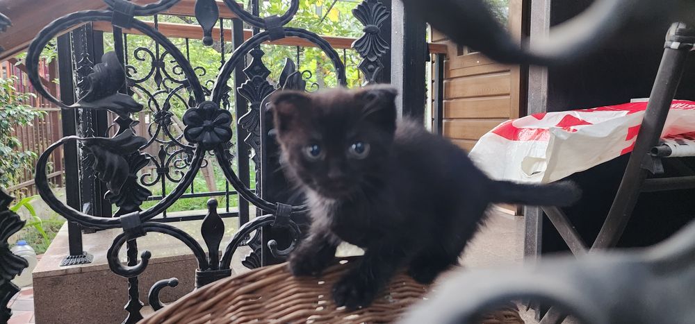Ласковый котик ищет своего хозяина