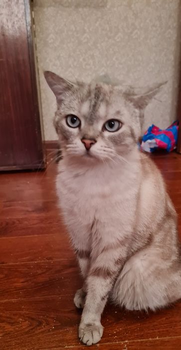 Отдадим красивого кота