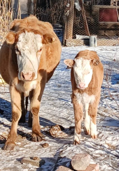 Продается коровы две