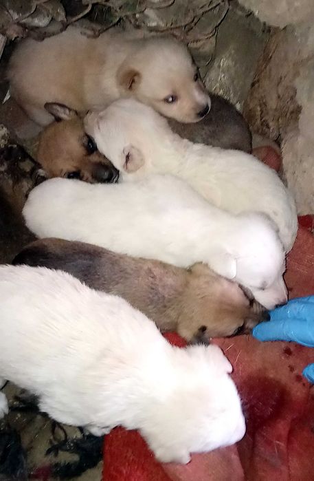 Кученца за подаряване.